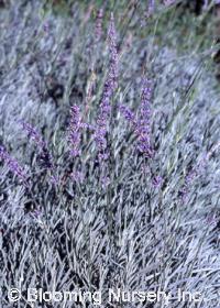 Lavandula x intermedia 'Twickle'